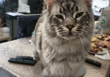 Mimie