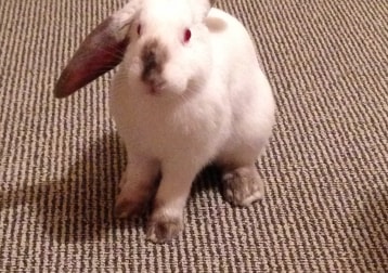 Binky And Busby And Harry 