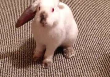 Binky And Busby And Harry