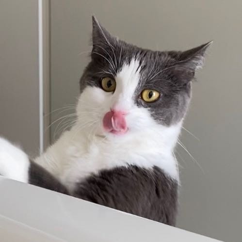 Mochi
