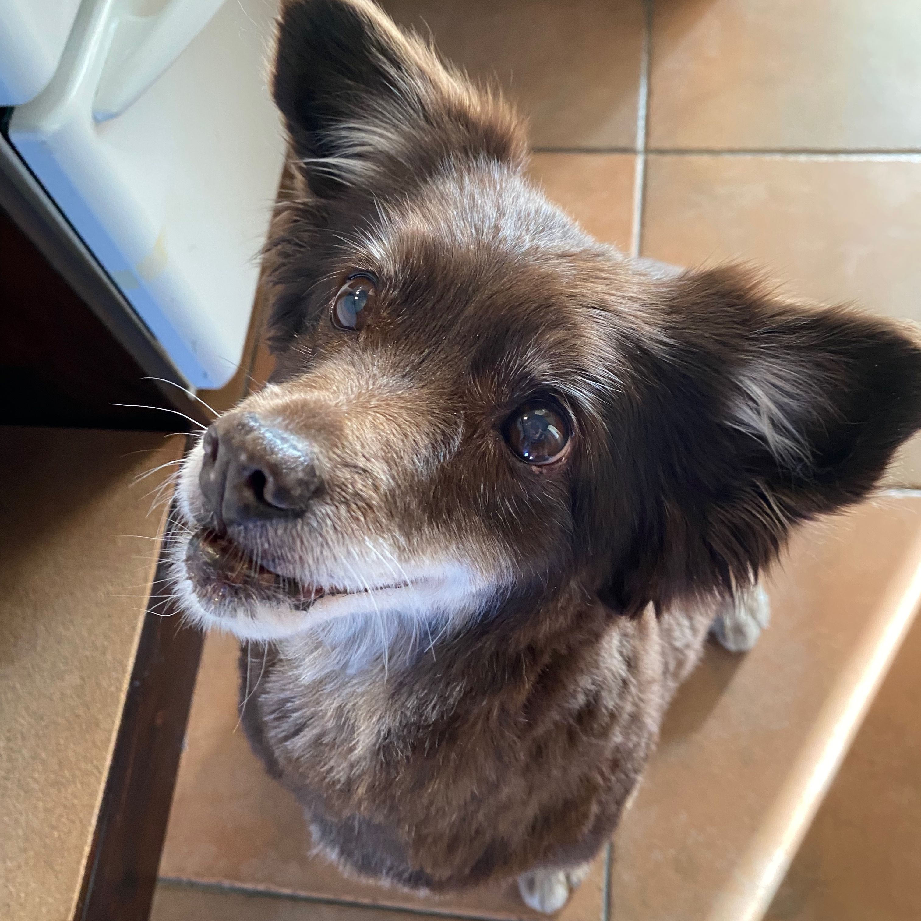 Pepita