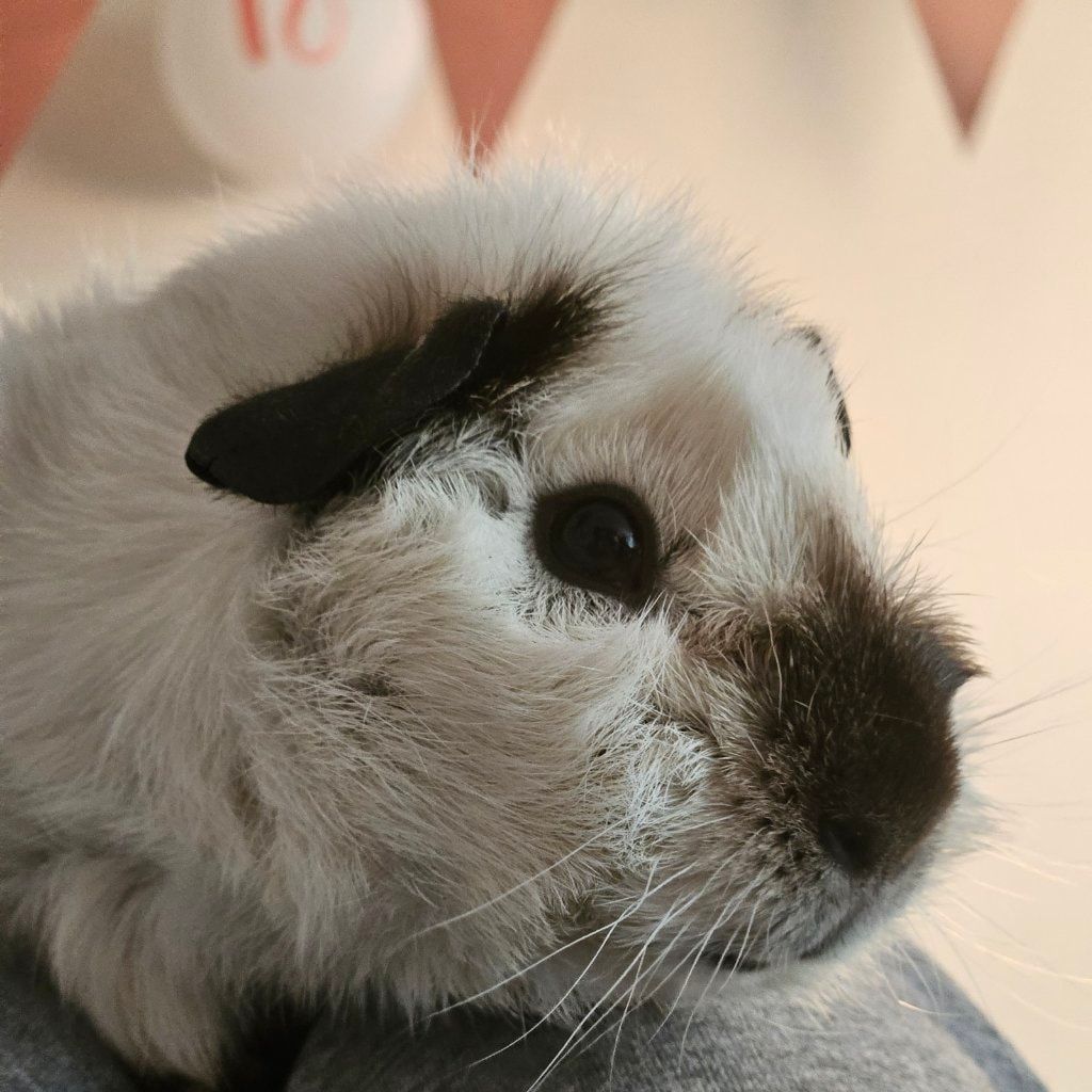 Yoda