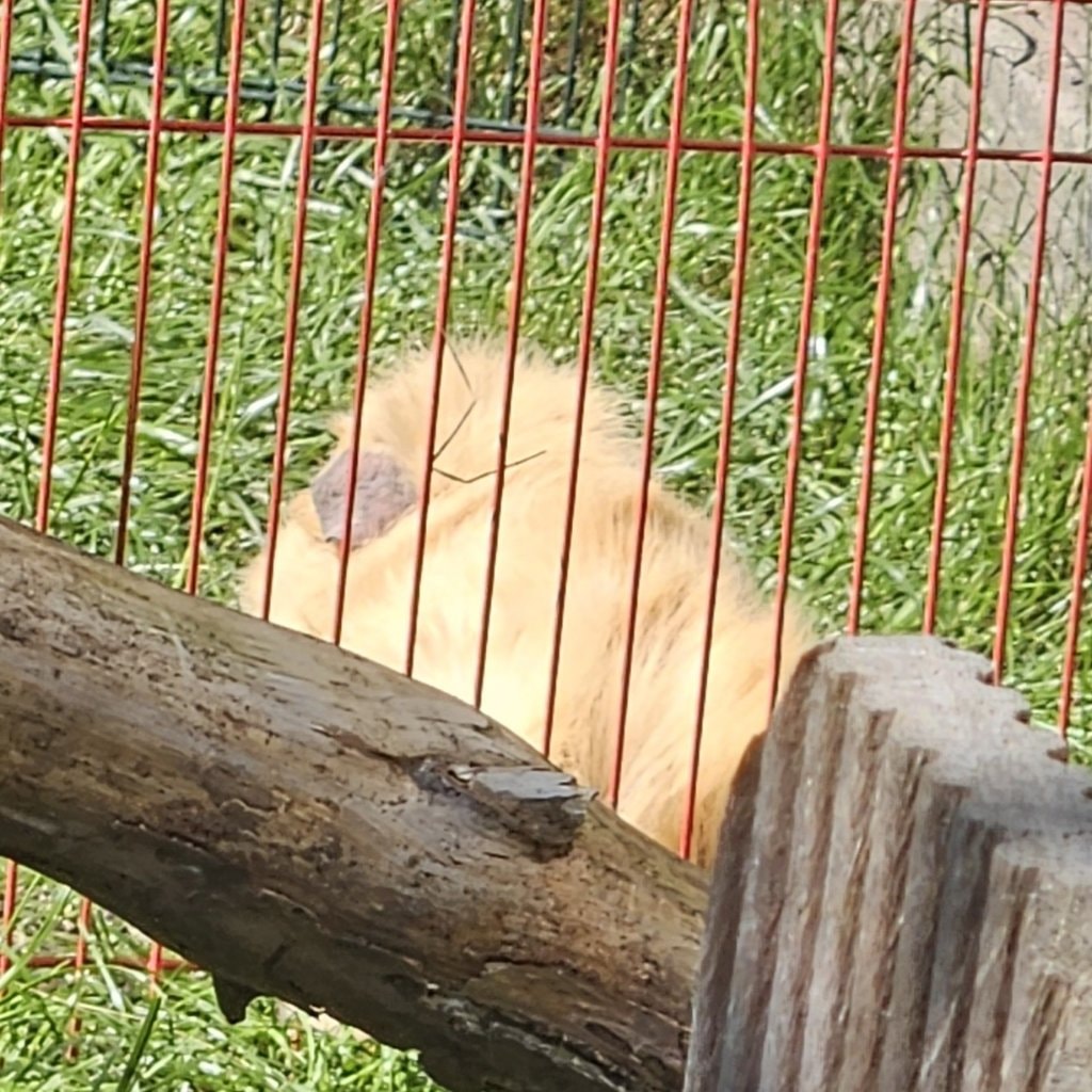 Gizmo