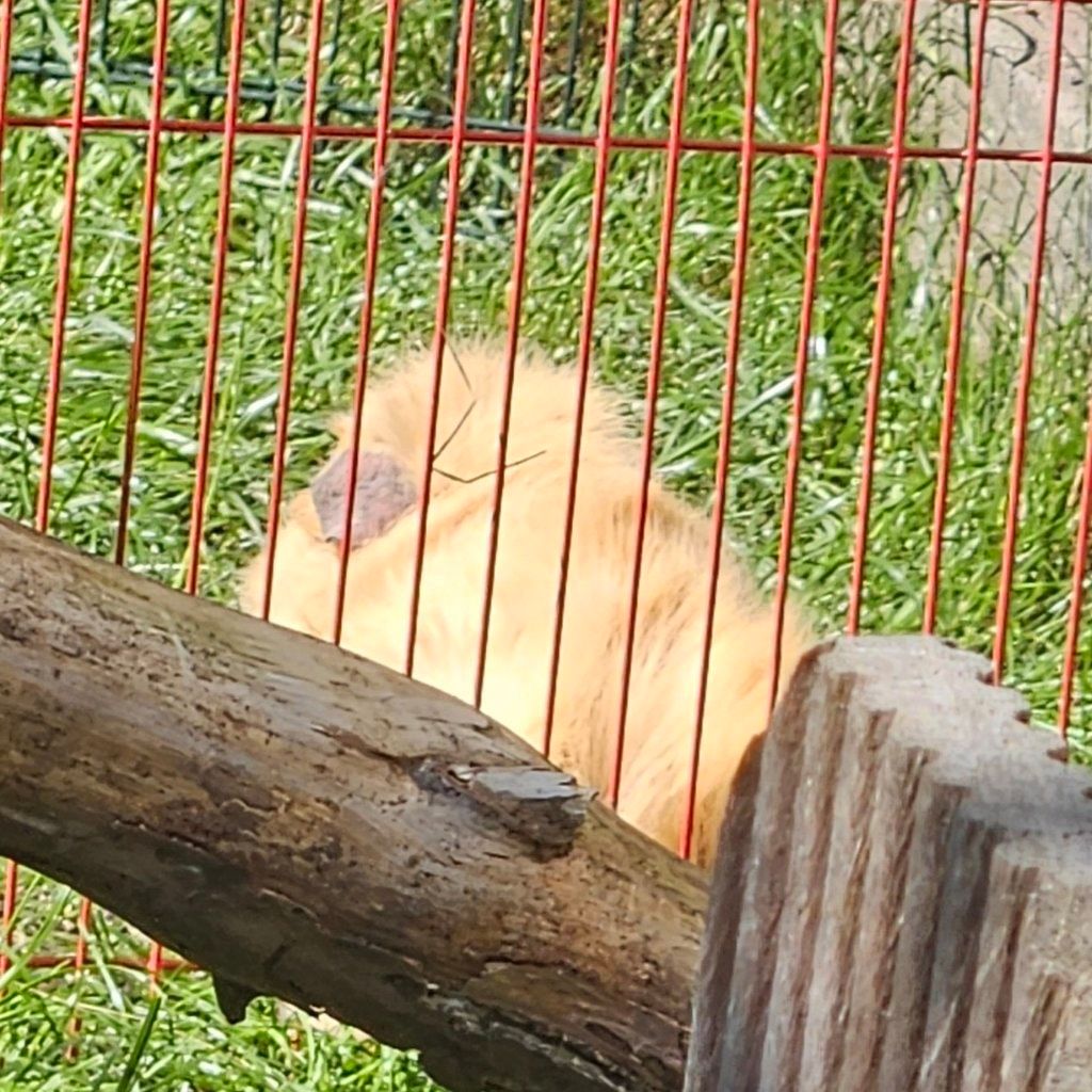 Gizmo
