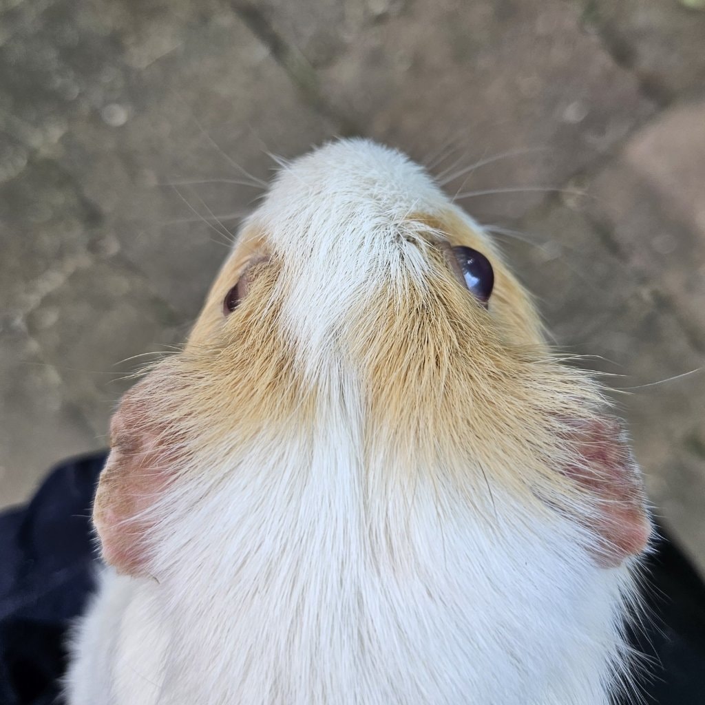 Roos
