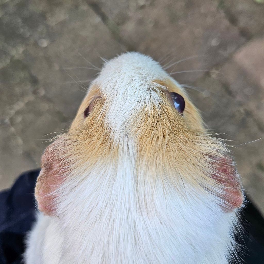 Roos