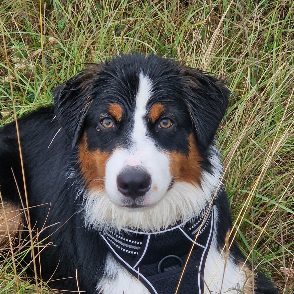 Inu