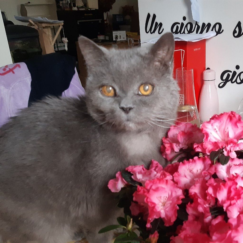 Romeo