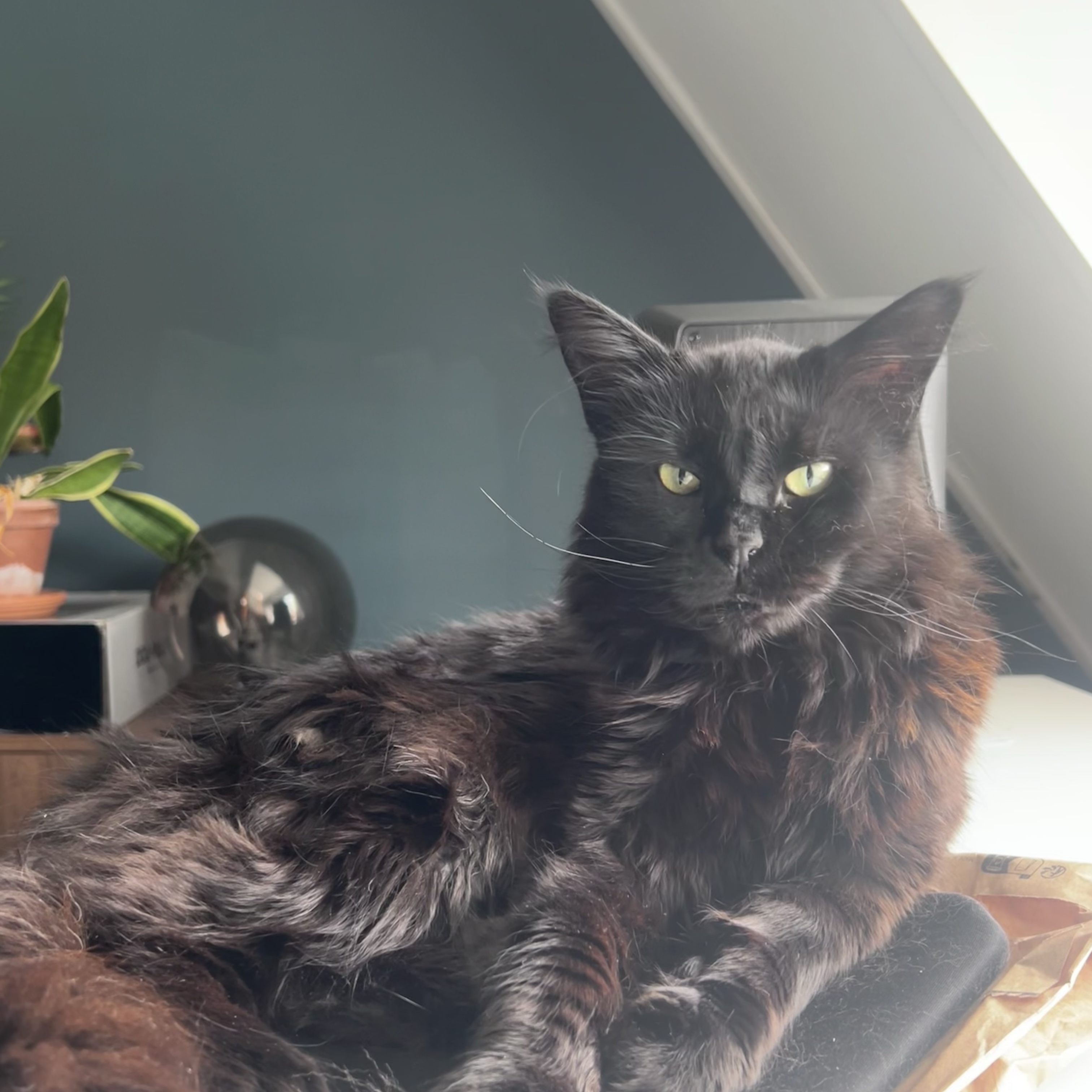 Tuti