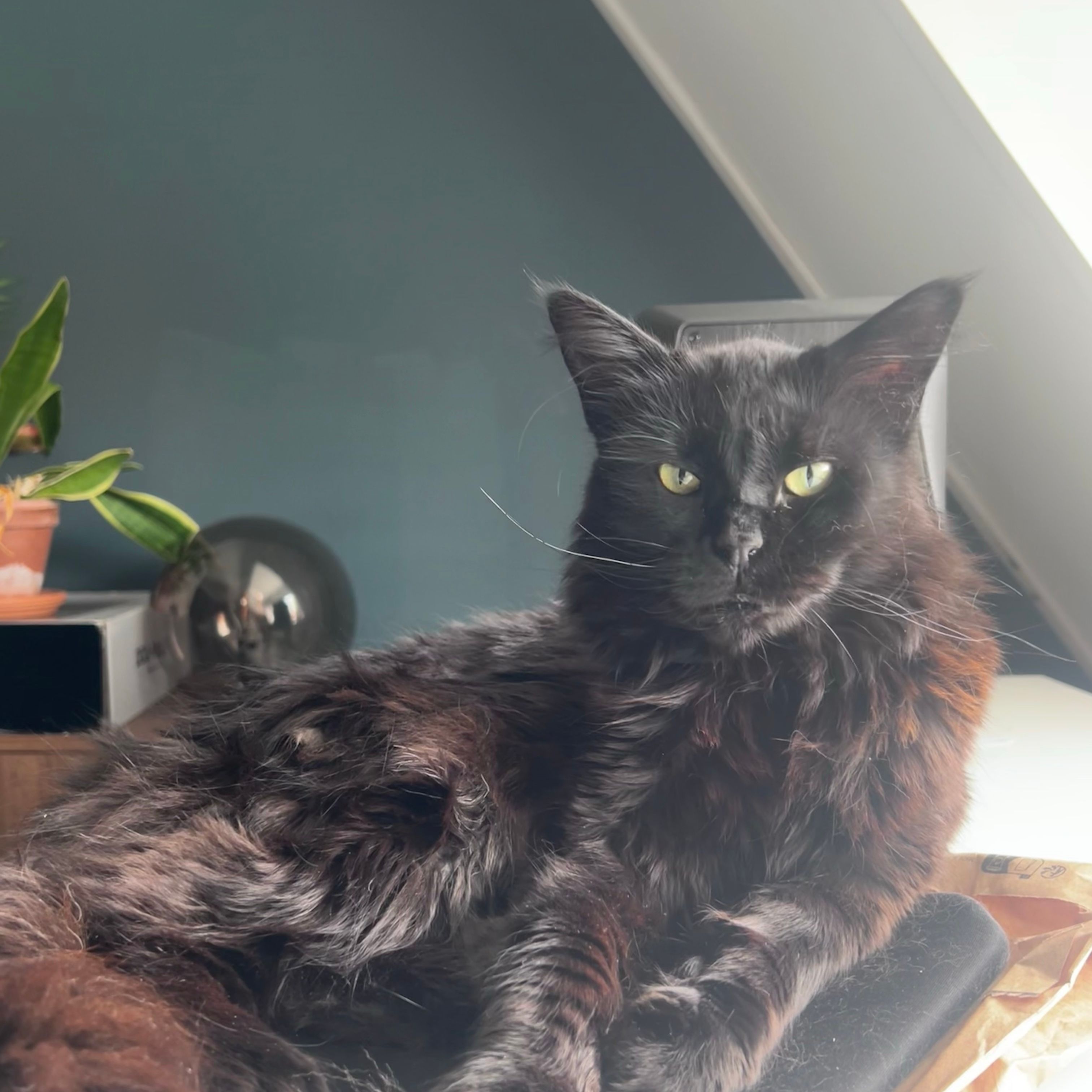 Tuti