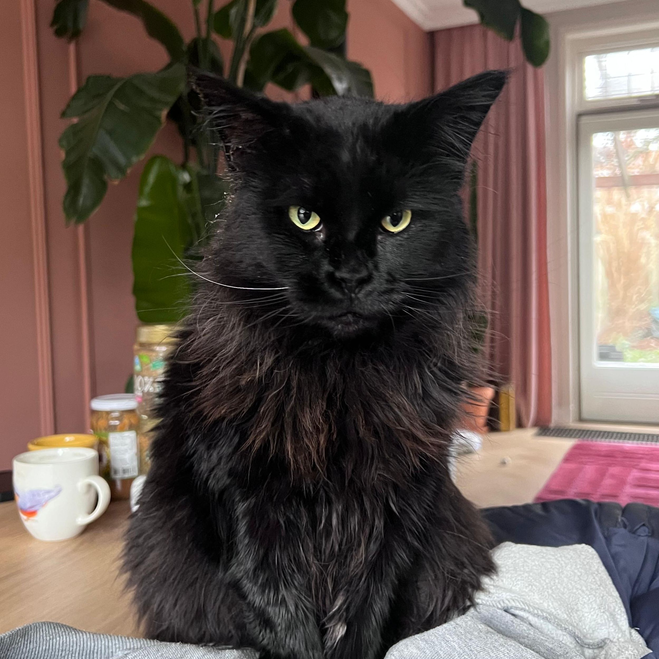 Tuti