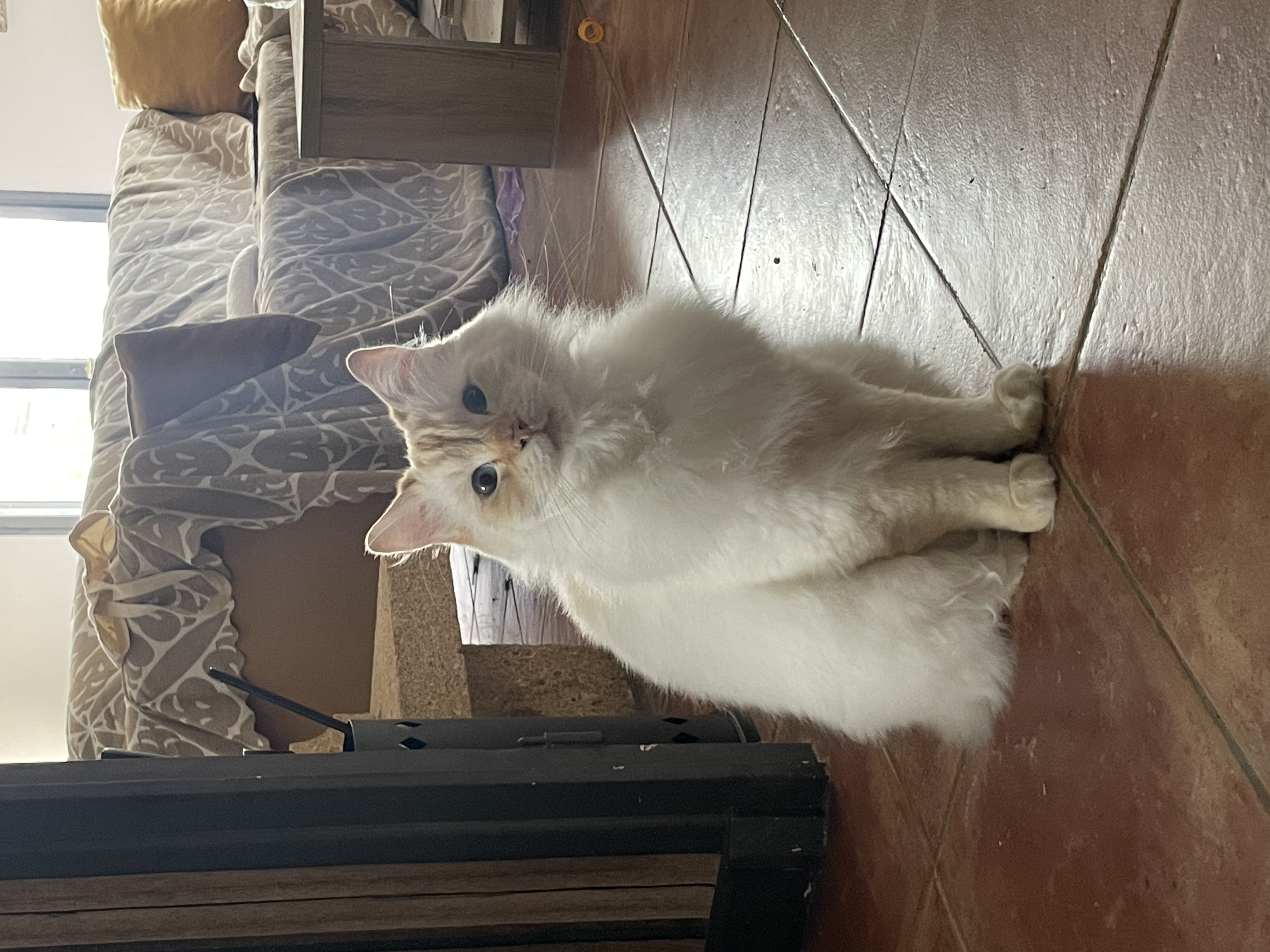 image-10