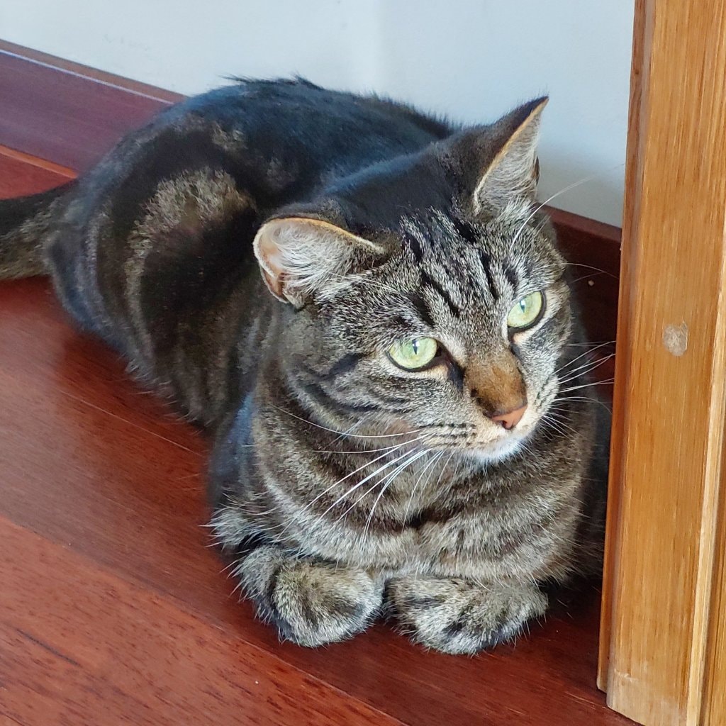 Cleo