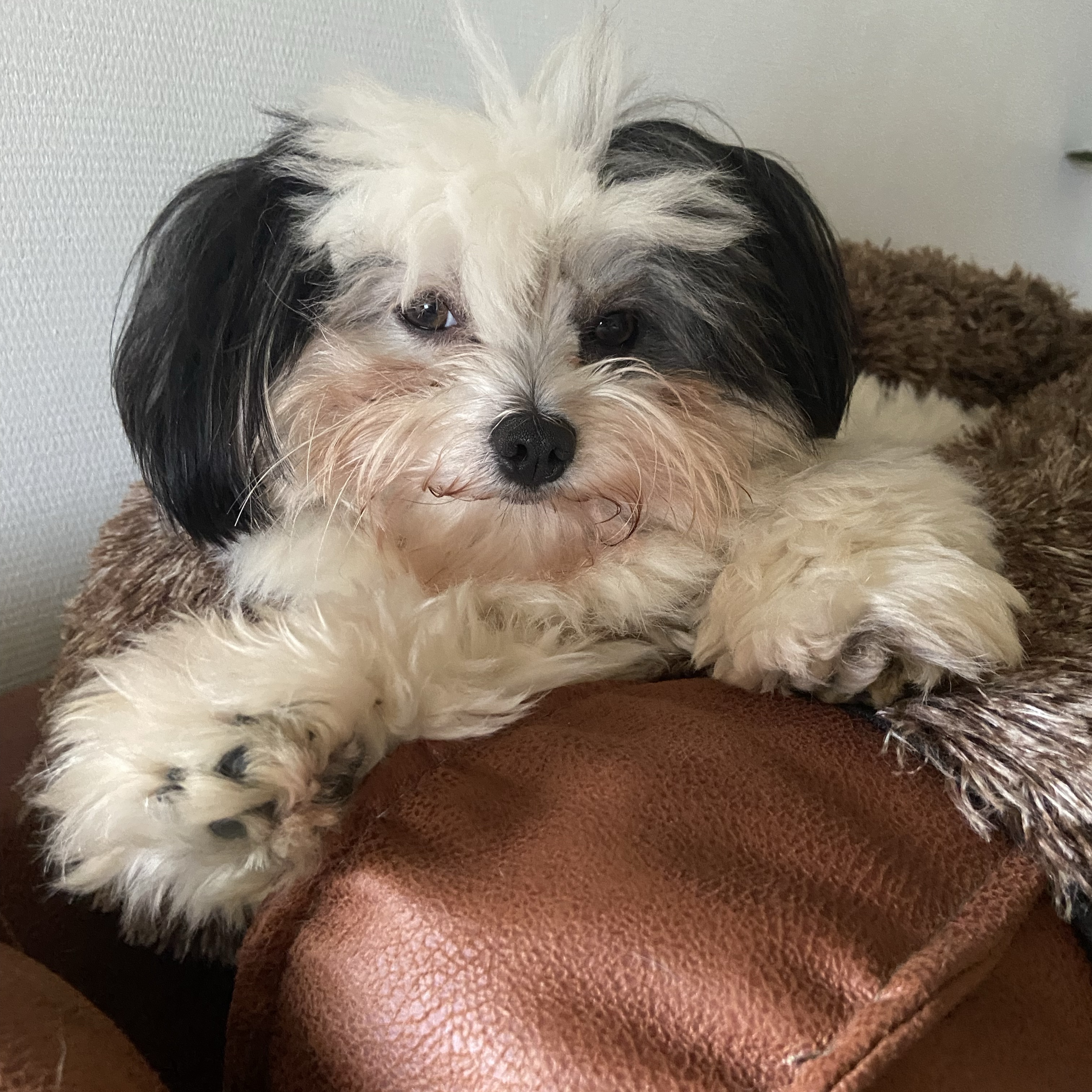 Luca