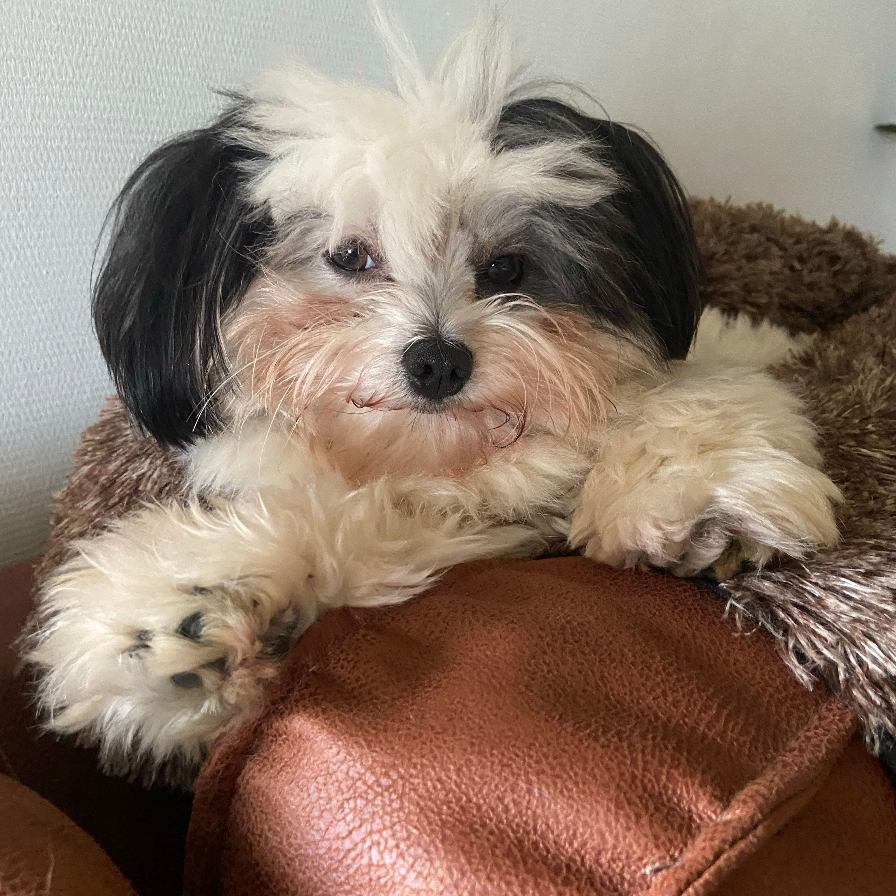 Luca