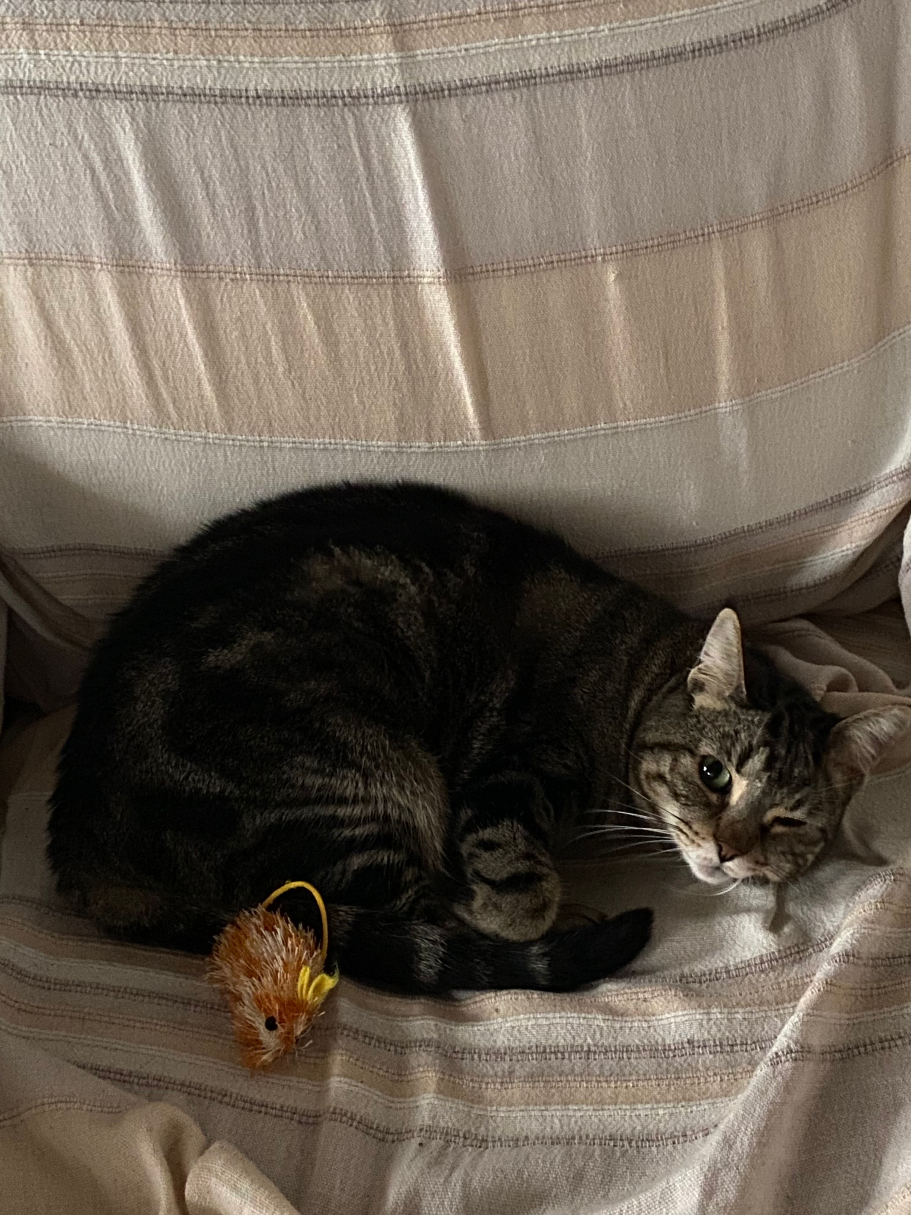 image-12