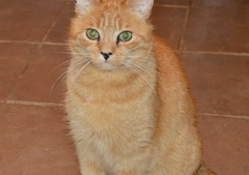 Alfie 
