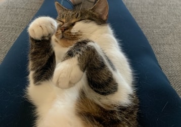 Meeka