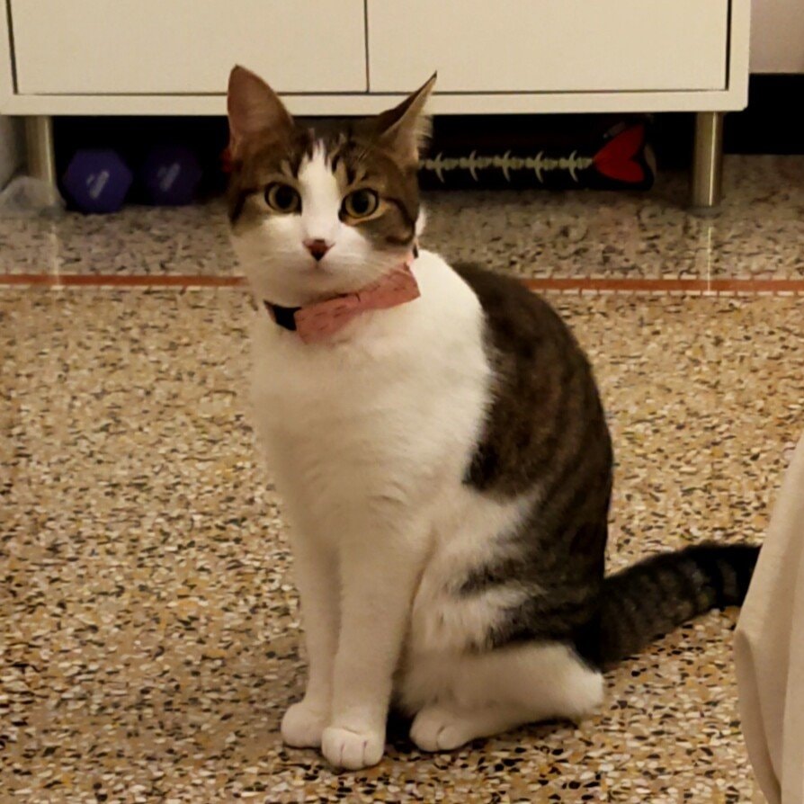 Trixy
