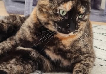 Maja