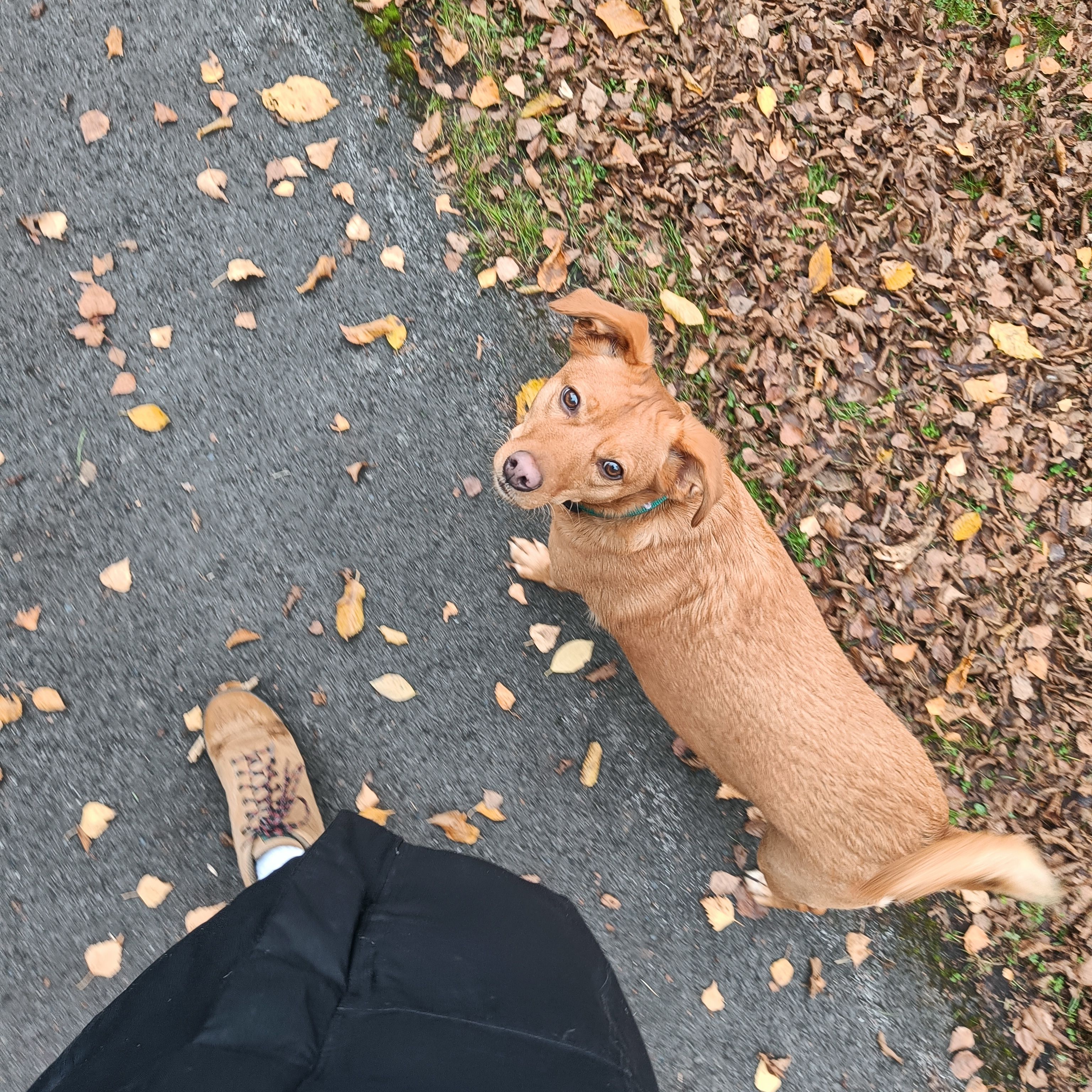Bella