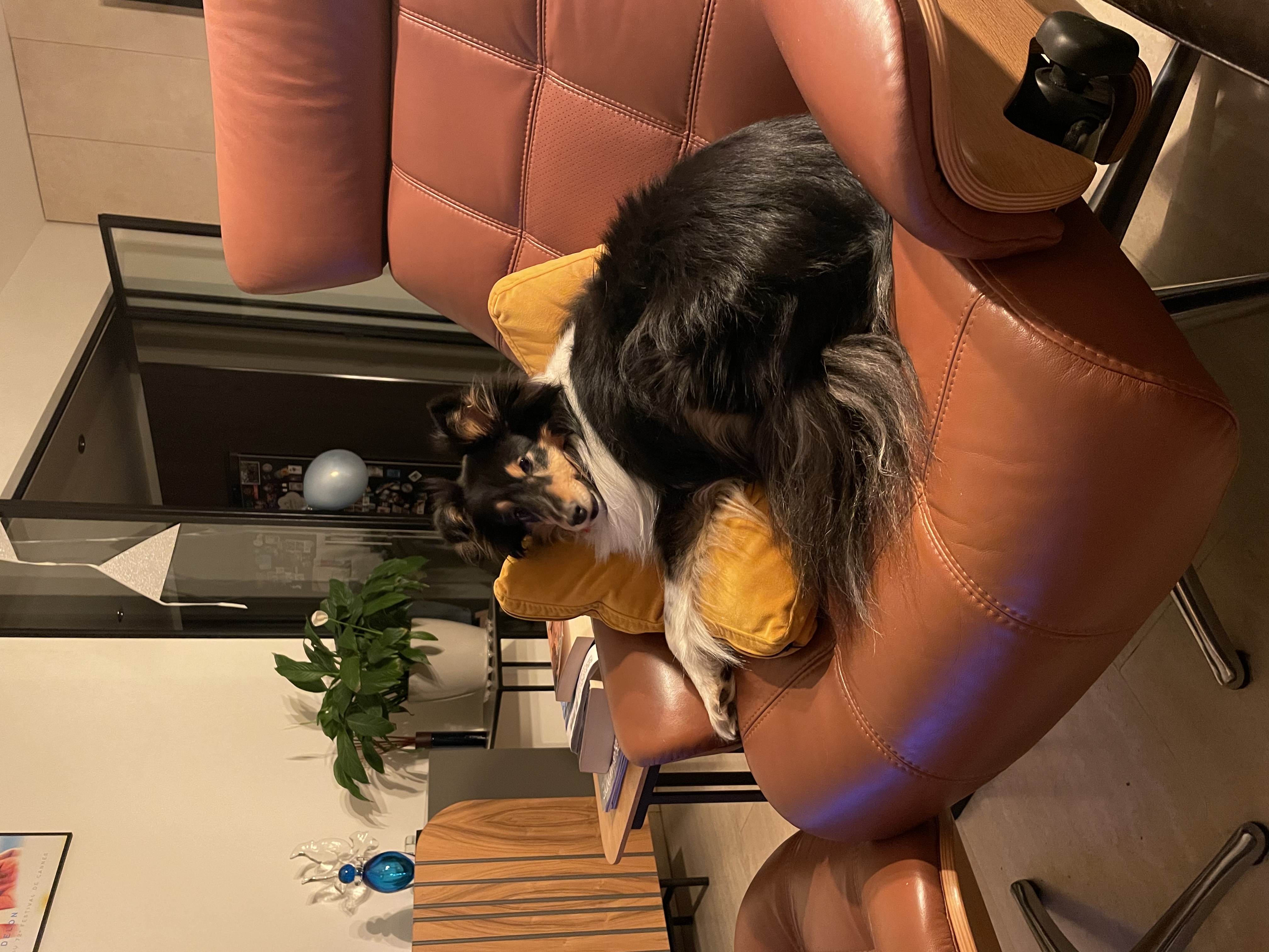 image-7