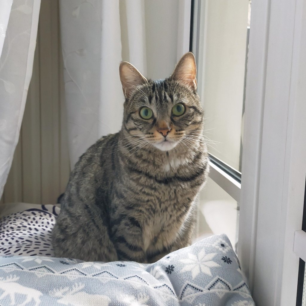 Myla
