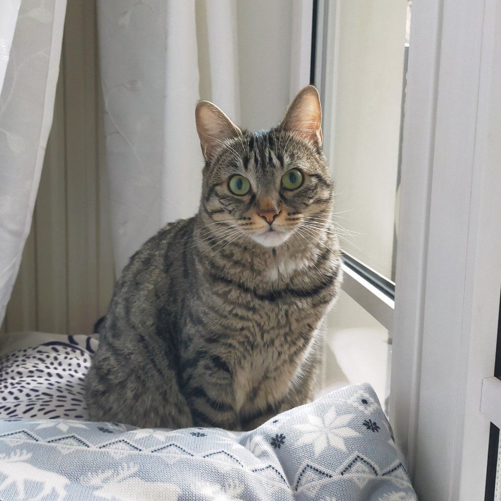 Myla