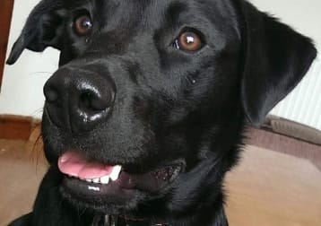 Guinness