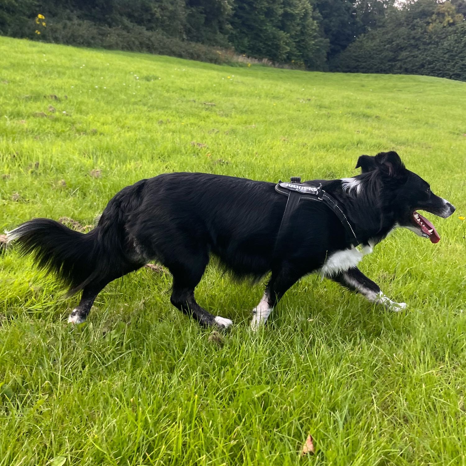 Millie