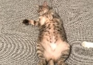 Zuzi