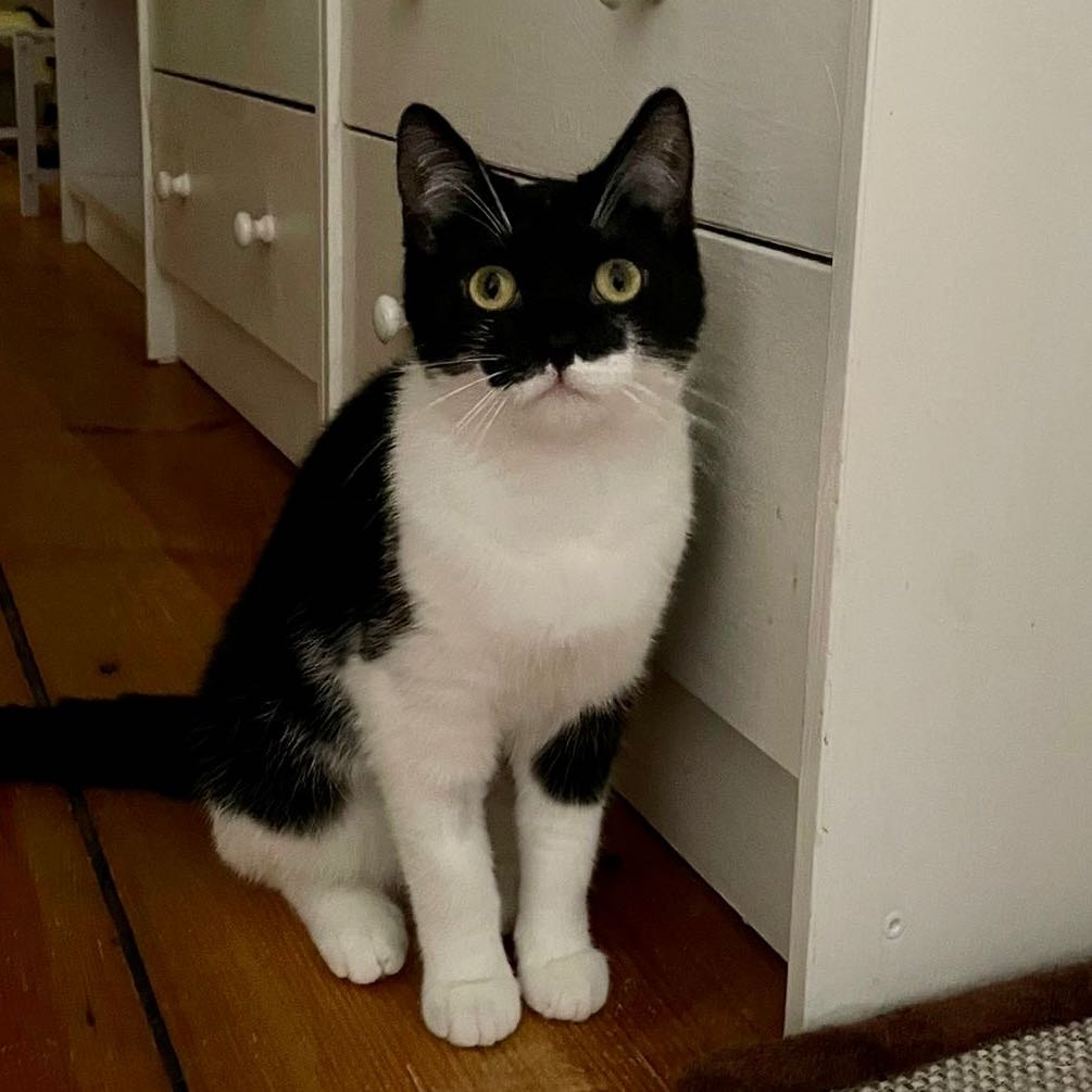 Stella