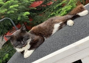 Figaro