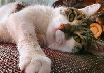 Arya