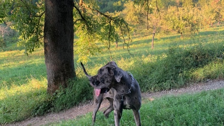 image-4