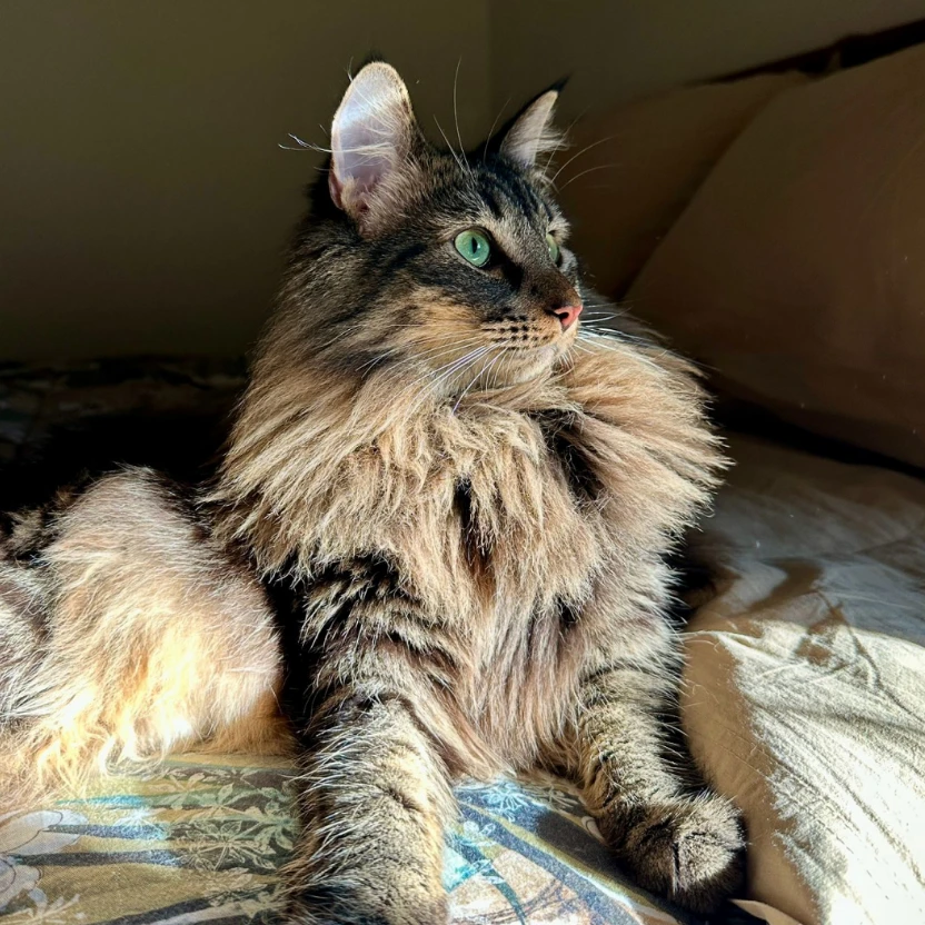 Loki