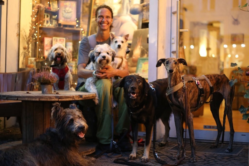 Pet Owners Uber For Pet Sitting Pet Taxi Transport In Dublin8 Pet