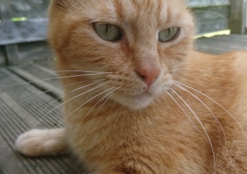 Ron