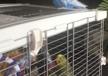 Pico, Mochi & Chloro