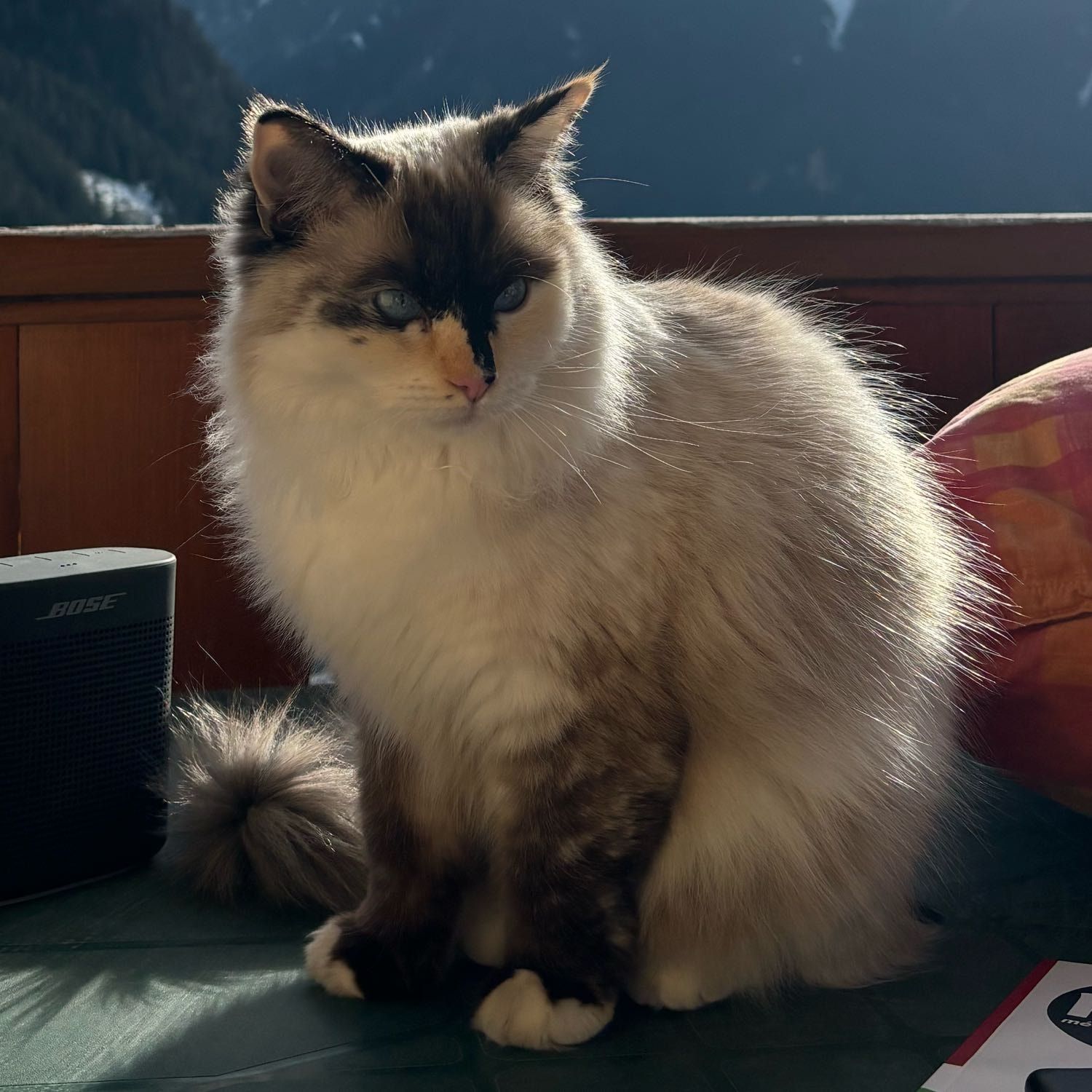 Nala