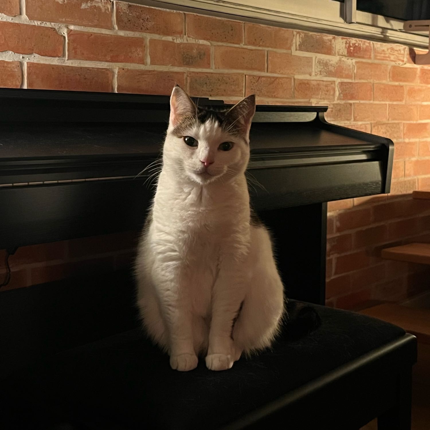 Arya