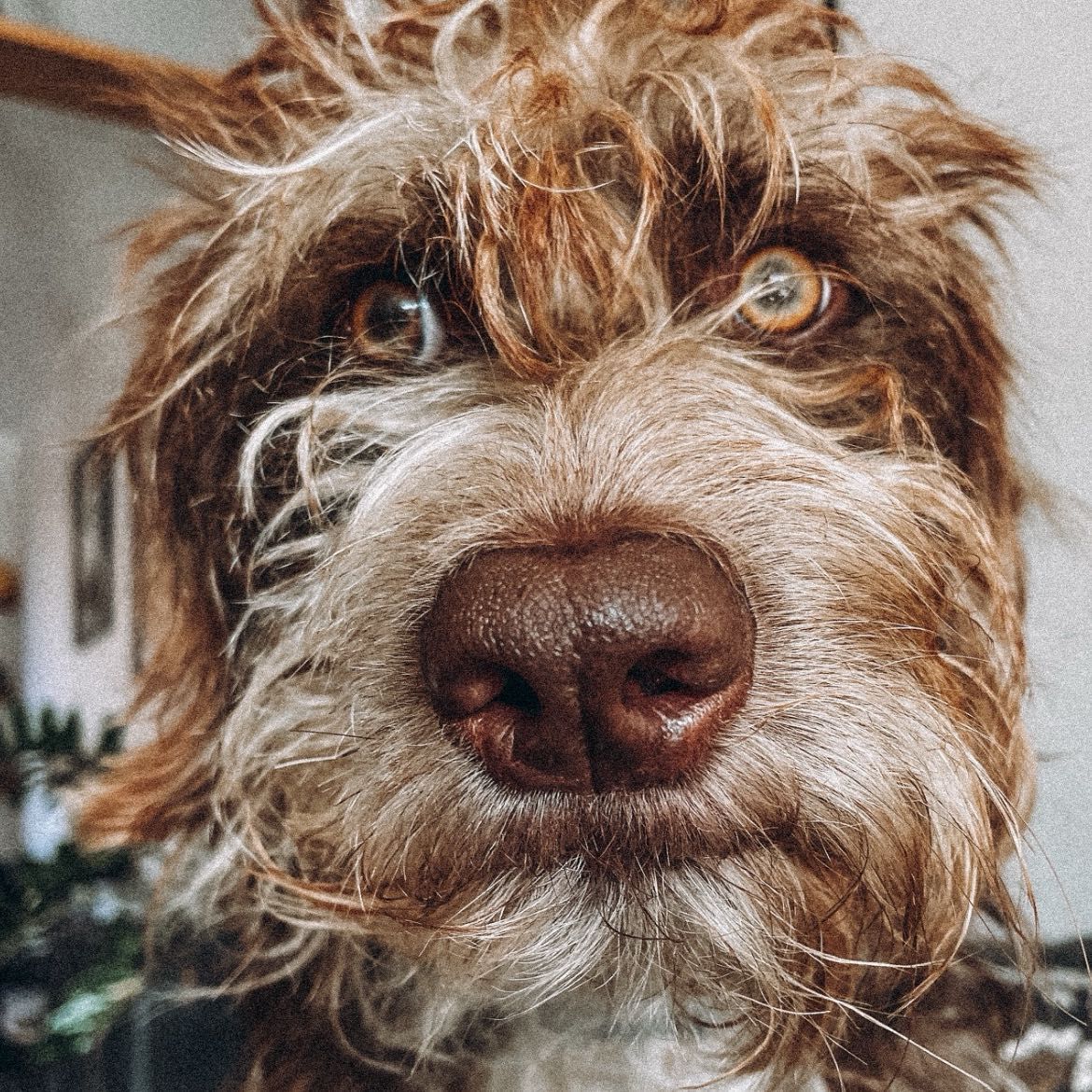 Oliver
