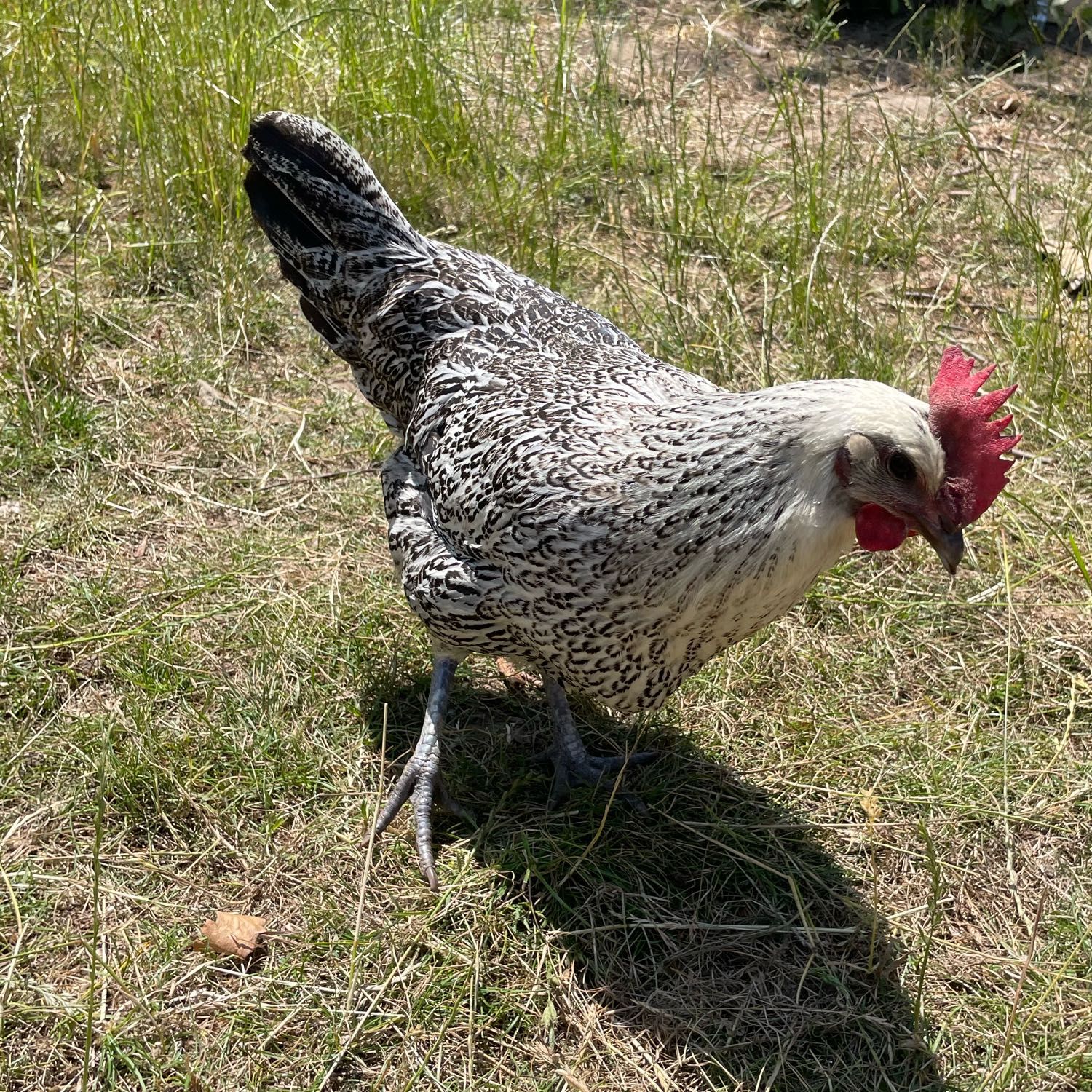 Po