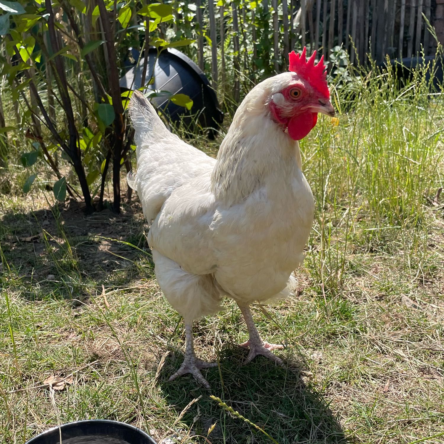 Lola