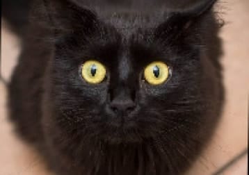 Bella