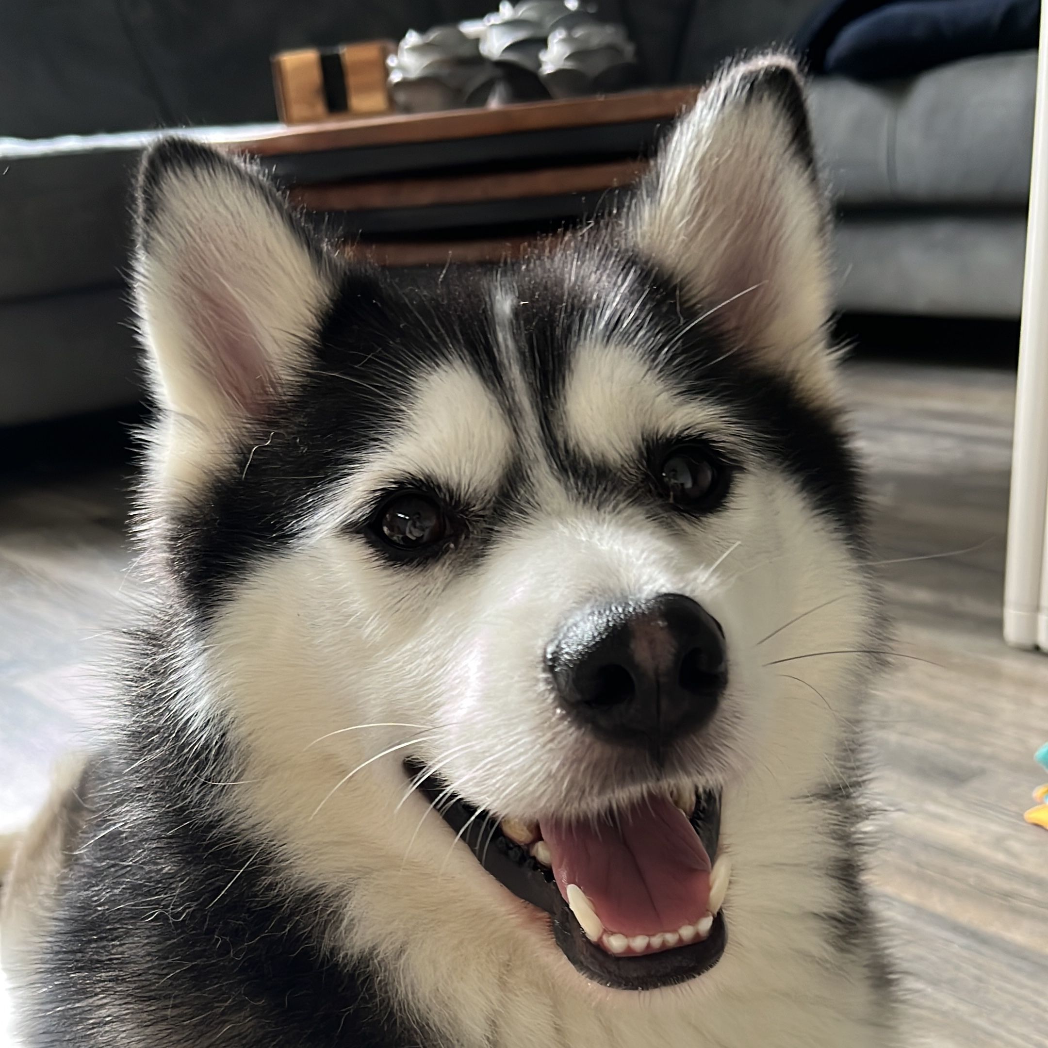 Mowgli