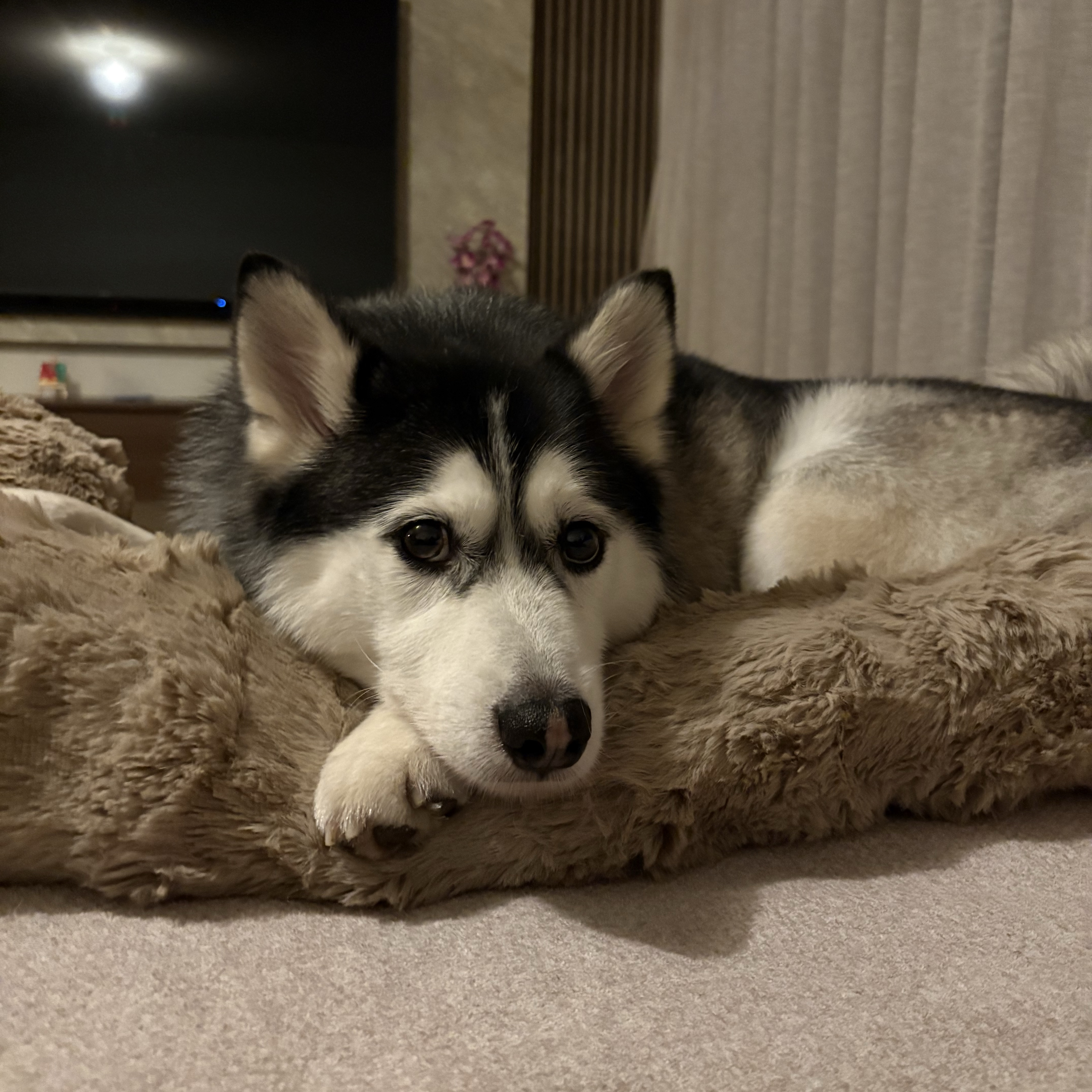 Mowgli