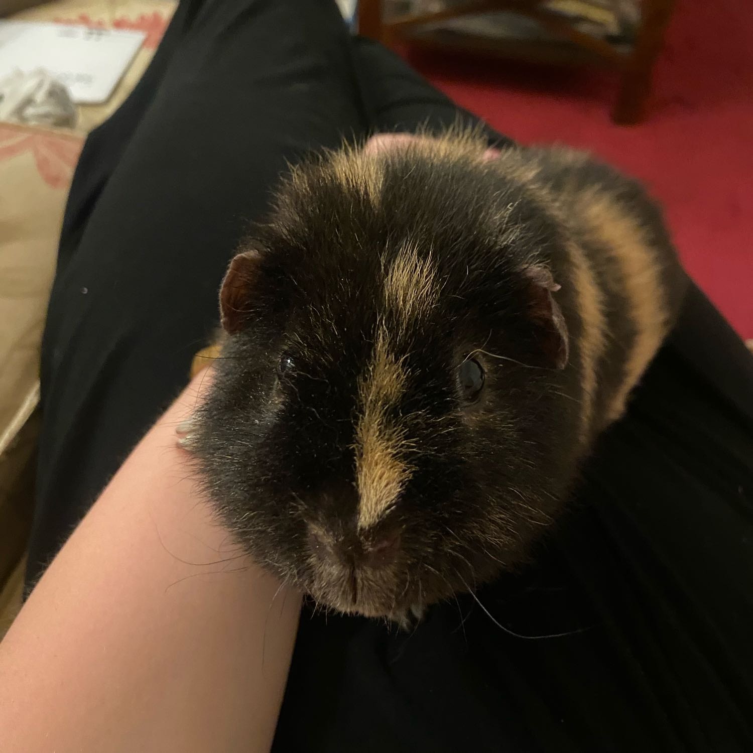 Ronnie