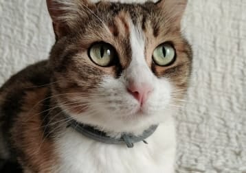 Leyla