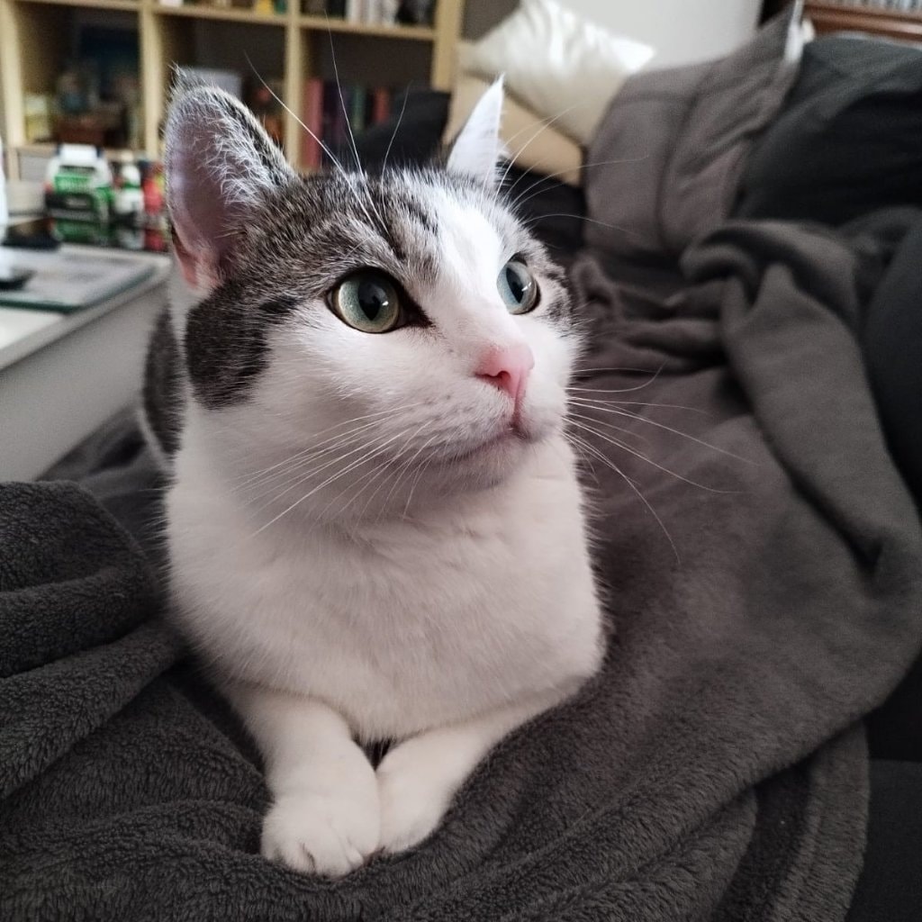Felix